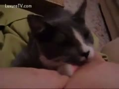 Milk thirsty cat licks and sucks the nipple of its zoophilia curious owner who has great tits 